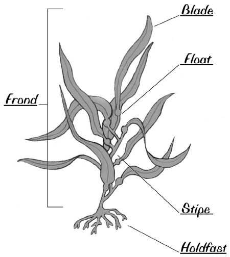 kelp2.jpeg